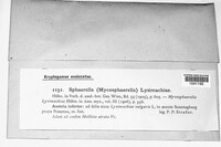 Sphaerella lysimachiae image